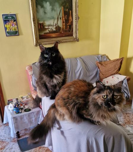 Dos gatas de pelo semilargo. Una carey sentada detrás donde predomina el negro en la parte superior y el marrón por abajo, está mirando hacia la cámara. La otra es también carey pero predominan varios tomos de marrón (oscuro a café con leche) y algo de negro, ella está en posición de bizcocho y mira directamente a la cámara.   

El sofá está cubierto con una manta gris y hay una pintura de un paisaje marítimo en la pared detrás del sofá. También se ve un calendario de Saint Seiya con los caballeros de aries, tauro y Géminis.