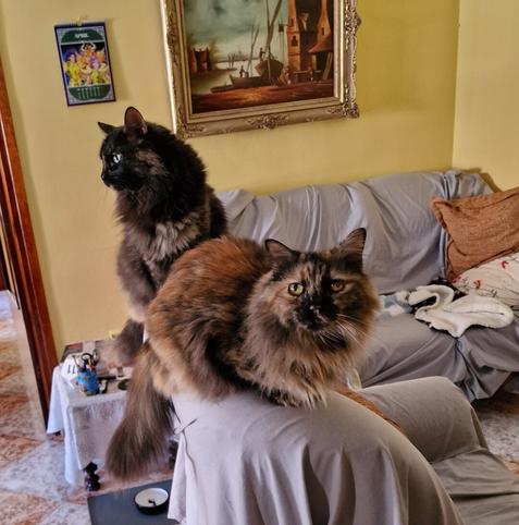 Dos gatas de pelo semilargo. Una carey sentada detrás donde predomina el negro en la parte superior y el marrón por abajo, está mirando hacia la izquierda. La otra es también carey pero predominan varios tomos de marrón (oscuro a café con leche) y algo de negro, ella está en posición de bizcocho y mira directamente a la cámara.   

El sofá está cubierto con una manta gris y hay una pintura de un paisaje marítimo en la pared detrás del sofá. También se ve un calendario de Saint Seiya con los caballeros de aries, tauro y Géminis.