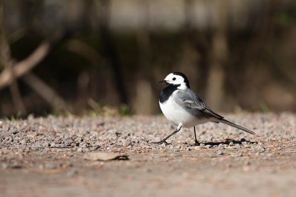 A close up photo of a white wagtail running across gravel on a sunny spring day.