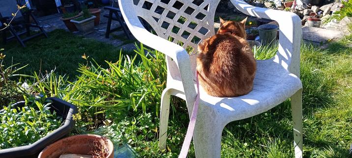 Ginger cat with pink lead sitting on a white chair in a green garden.