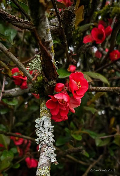 Some coral red blossoms on a flowering quince share branches with some different lichens and moss.  The lichens are fruticose and sage green (reindeer lichen?), gray and foliose, and yellow and crustose.  The flowers are bright and cheery, mostly partially opened, with 5 petals and yellow stamens poking out.