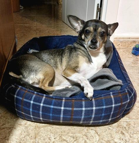 En la fotografía se ve a un perro con rasgos de chihuaha tumbado como si estuviera posando.