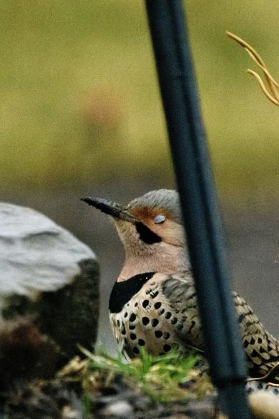 A colorful woodpecker on the ground, eyes closed and seemingly meditating