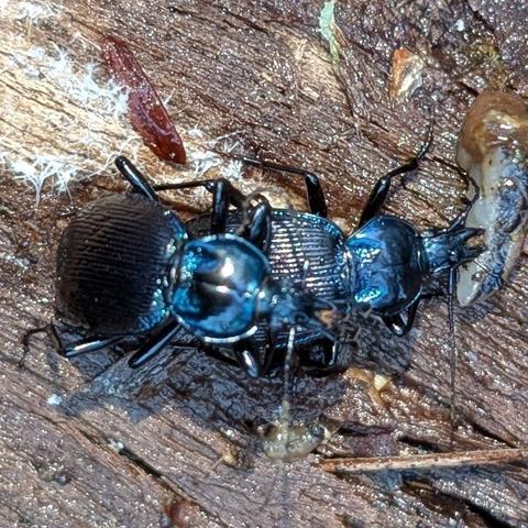 Image description: two brilliantly metallic dark-blue ground beetles mating.