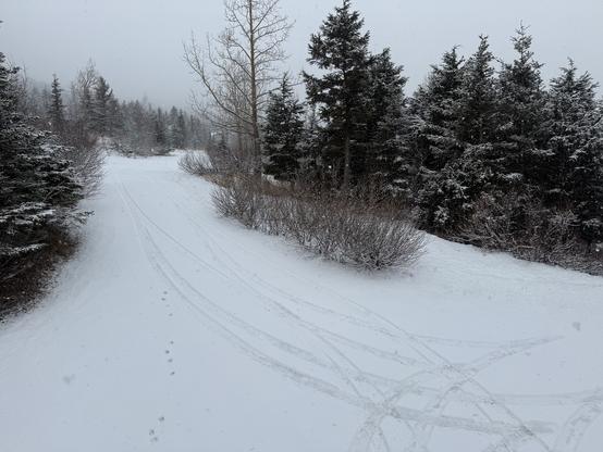 Tire tracks in fresh white snow lead up our driveway between snow covered trees and shrubs.
