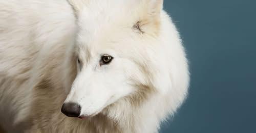 The Return of the Dire Wolf.
A fascinating article about bringing an animal back that was extinct.