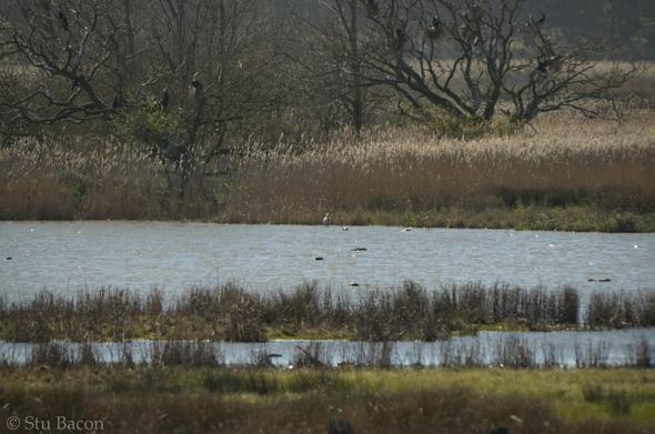 A photograph of a pond at Holkham, barely visible on the far bank of the pond is a Spoonbill. It was bathing and preening in the water.