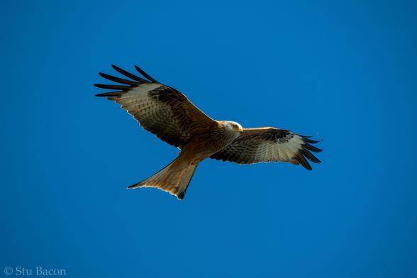 A photograph of a Red Kite wings spread wide against a clear blue sky.