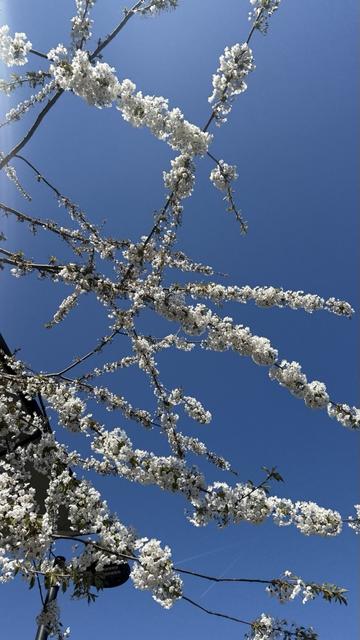 White cherry blossoms pictured against a bright, cloudless azure sky