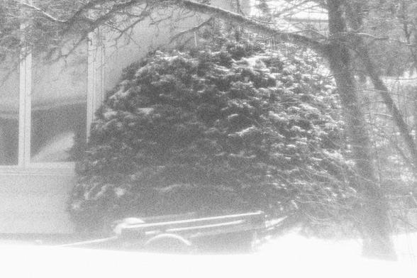 Snow mist covers the scene of a large tree shrub in front of the corner of a house. Sitting in front of the shrub is a flat trailer, its wheels half buried in the snow.