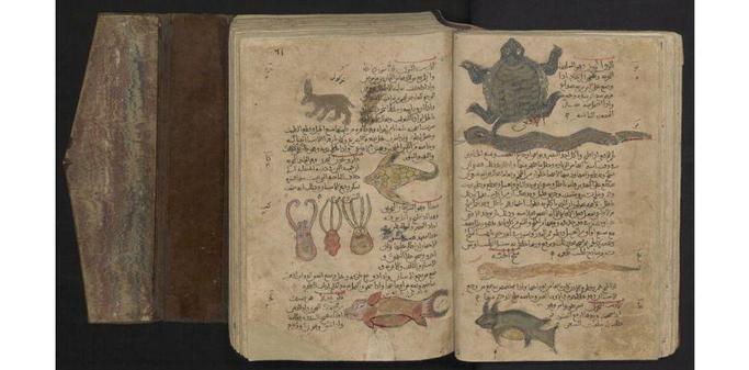 Three cuttlefish and other marine and terrestrial animals. From an Arabic manuscript of Dioscurides' Book of Herbs. Credit: Leiden University Libraries.