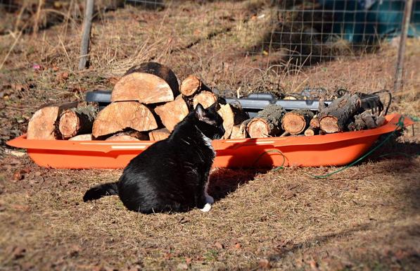 A chonky senior tuxedo cat- black uppers, white bib, belly, whiskers and feet sits on the ground in a sunny patch (some tree shadows farther away) which is low cut dry grass with scattered spruce cones, twigs etc, some areas of taller dry grass in the background. She is in an upright sitting position, facing to the right, her face just very slightly turned toward me as I took the photo, eyes still forward but one ear clearly monitoring my approach. Next to her lengthwise left to right is an orange plastic sled with a green plastic covered wire pull cable, loaded with firewood of various shapes and sizes. Behind that is a wire mesh fence, more dry grass and a dark blue-green tarp in the background.