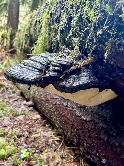 A large and bulbous shelf mushroom juts out from the side of a mossy fallen tree. Its too is dark, with a ridged texture, and resembles a giant clam shell; while its underside is pale, smooth, and fleshy.