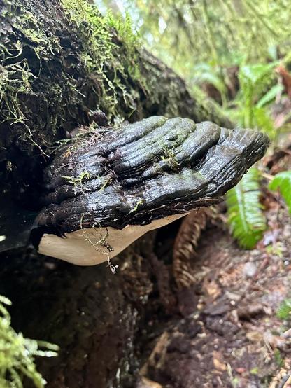 The same polypore viewed from the opposite direction.