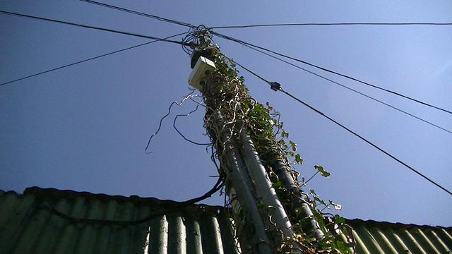 ivy covered telegraph pole view from bottom but close to pole in daylight, next to green corigated iron building