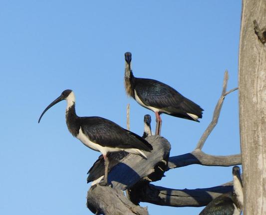 Four ibis in a dead tree - three looking straight to camera one in profile