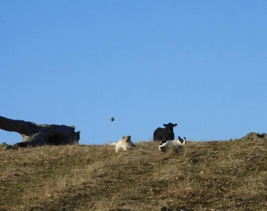 Two small dogs, a ball in the air, and an unimpressed cow looking on.