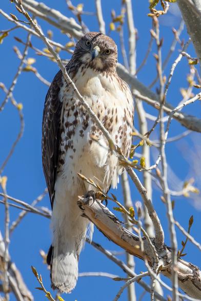 A Red-tailed Hawk bird perched high in a tree with springtime buds. It is looking directly at the camera with its head tilted slightly to one side