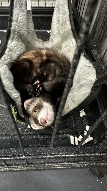 A ferret in a cozy hammock.