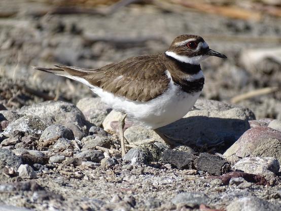 A small killdeer stands protectively over three small eggs. The large plover, with its white belly and brown back and distinctive white and black neck rings, watches the audience with its red ringed eye. The three small eggs blend into the gravel covered ground, the darkly speckled grey shell nearly invisible.