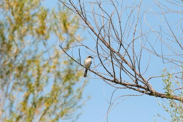 A small Loggerhead shrike, mostly gray with black eyeshadow, is perched on a bare tree branch against a backdrop of a clear blue sky and blurred Willow foliage.