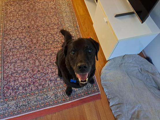 My black lab Jet sitting, looking up at me for a treat.
