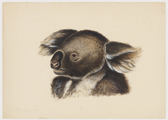 “Phascolarctos” in pencil bottom margin watercolor study of a koala head in side profile