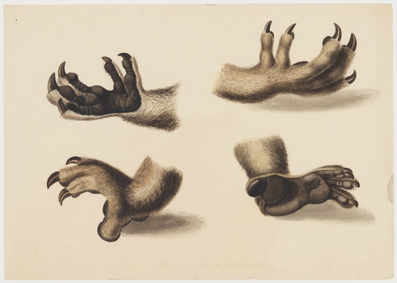 “Phascolarctos or native bear” in pencil bottom margin watercolor studies of a koala paws (4)