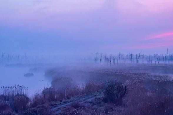 Morgenstimmung im Moor mit Nebel, blaue Tönung