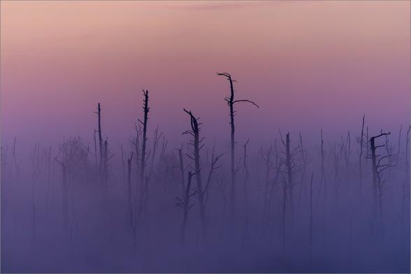 Morgenstimmung im Moor