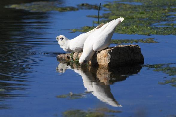 Two white, large parrots (small cockatoos) - Little Corellas to be precise, sitting on a rock surrounded by water that is blue from the reflection of the sky. 
The further one has its head tilted back swallowing, while the foreground one has its beak in the water.
