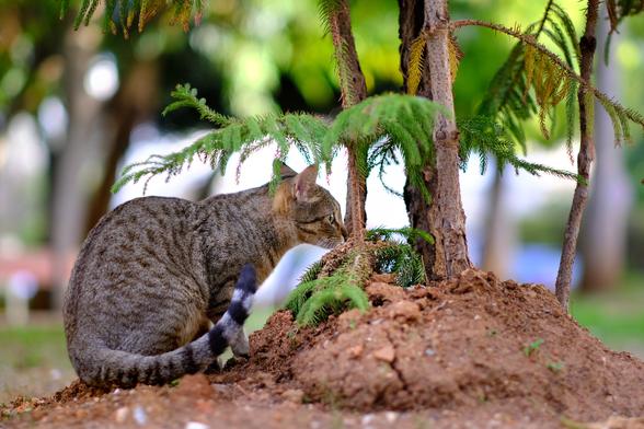 Photo of a young tabby cat sitting next to a group of small pine trees. The cat sniffs the soil at the base of the trees.