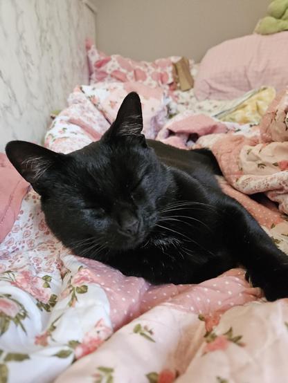 Alea the Black Cat at the foot end of my bed, looking very cosy and having a cuddle paw out.