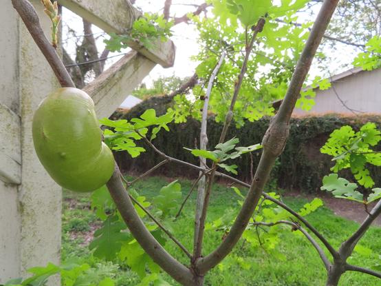 Detail of a 2 or 3 year old oak tree with narrow branches and long internodes. A large bright green gall the size of a human kidney is growing from a branch the diameter of a quarter. Harder to see are the bark-colored bumps that are nascent galls on other branches.