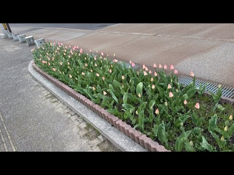 【4/7(月)1059日目/富山県射水市】食生活の乱れを正す【アルビス姫野店からライブ配信】