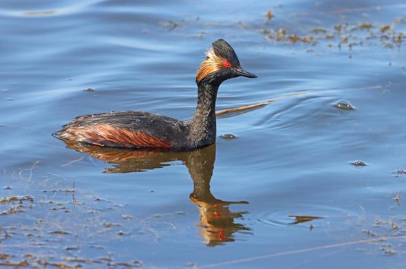 a small black and tan bird floating on blue water, giving the photographer the evil red eye