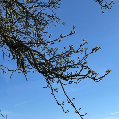 Leafless branch of a fruit tree covered in buds silhouetted against a blue sky with a few contrails and wisps of white cloud.