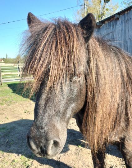 Portrait de Royal, un poney shetland noir (on dirait pas avec le soleil mais si hein)
