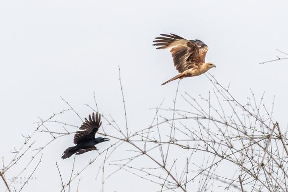 A black crow chases a light brown kite in midair above bare branches against an overcast sky.