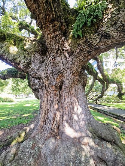 Close up of an old oak tree with a gigantic trunk and Medusa like limbs.