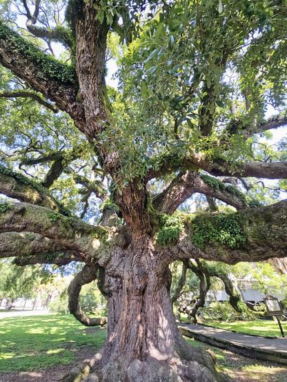 Close up of an old oak tree with a gigantic trunk and Medusa like limbs.