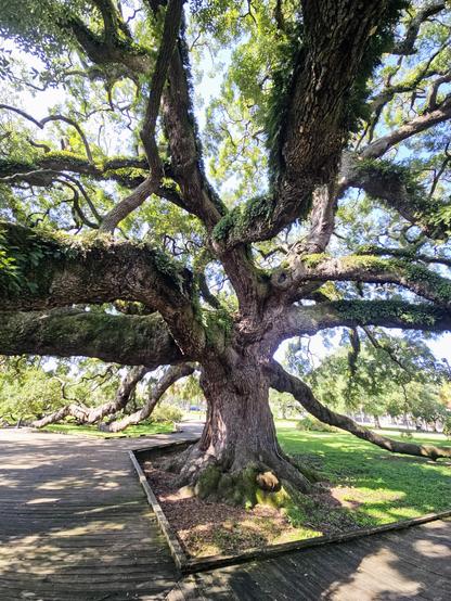 Close up of an old oak tree with a gigantic trunk and Medusa like limbs.