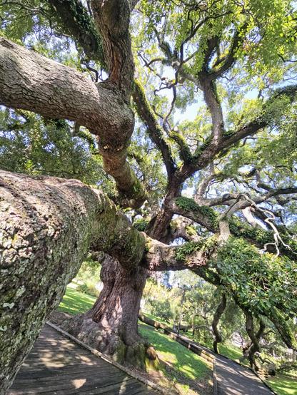Close up of an old oak tree with a gigantic trunk and Medusa like limbs.