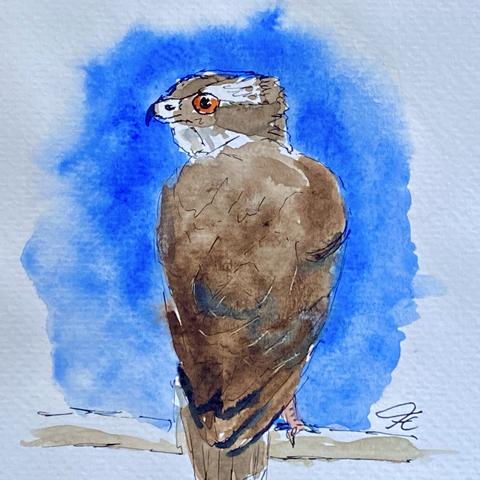 Aquarellierte Skizze eines Habichts, der mit dem Rücken zu uns auf einem Querast sitzt und nach links schaut. 
Der Hintergrund ist wolkig blau.