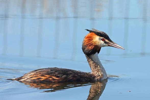 a large bird swimming past the photographer on calm water