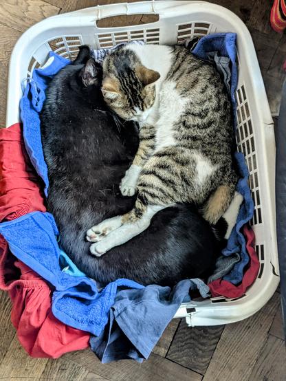 Zwei Katzen schlafen in einem Wäschekorb. Wäsche ist auch noch darunter...