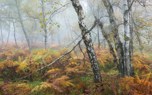 Ein kleines Stück Birkenwald im Herbst. Nebel im Bild. Den Unterwuchs des Waldes bildet braun verfärbter Farn. Die Bäume im Foto sind teilweise schon im Verfall.