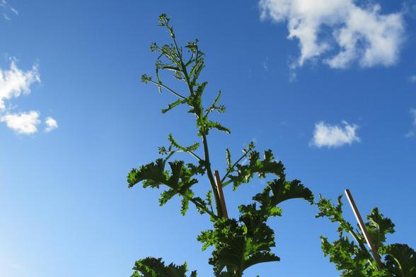 Ein hoher Grünkohlstängel mit gekrausten Blättern und beginnender Blütenbildung ragt in den Himmel. Die Pflanze ist an einem dünnen Stab abgestützt. Oben am Stängel bilden sich mehrere kleine Blütenknospen. Der Himmel im Hintergrund ist klar und blau mit wenigen weißen Wolken.