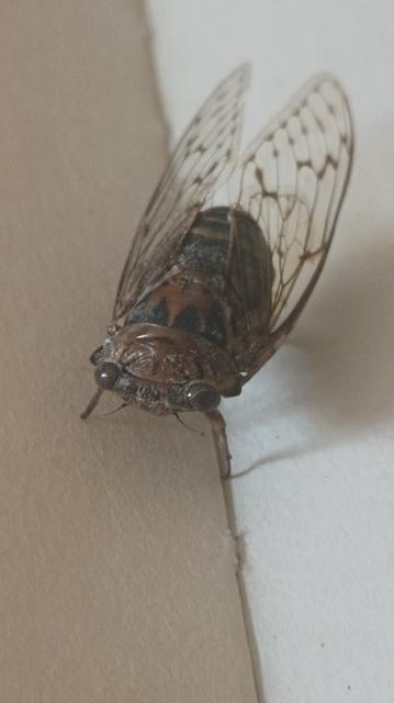 A macro photo taken with the phone of a dead cicada placed on an open notebook
 The veined wings can be seen. The body is mostly black and brown patterns and there are veined wings as well (folded)