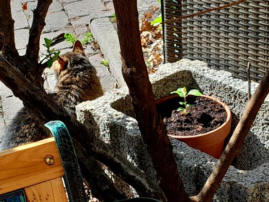A fat tabby cat stands guard in the sunshine over a concrete planter box with a potted apple tree sprout inside.